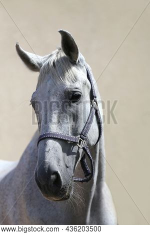 Face Of A Purebred Gray Horse. Portrait Of Beautiful Gray Mare. A Head Shot Of A Single Horse. Grey 
