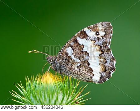 The Great Banded Grayling butterfly - Brintesia circe - sitting on thistle bud