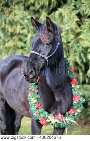 Portrait Close Up Of A Saddle Horse  Against Natural Green Pine Tree Background Wintertime