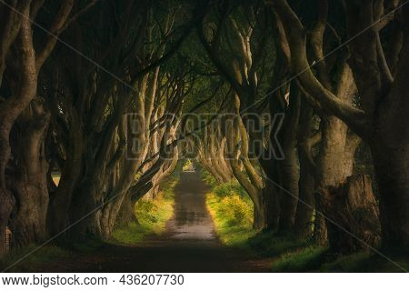 Early Morning With Haze And Worm Sunlight At The Dark Hedges, County Antrim, Northern Ireland. Filmi