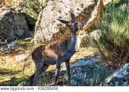Iberian Red Deer, Cervus Elaphus Hispanicus. Monfrague National Park. Caceres. Extremadura Spain