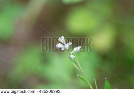 Flower Of The Milkwort Polygala Amara