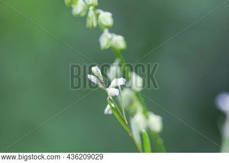 Flower Of The Milkwort Polygala Amara