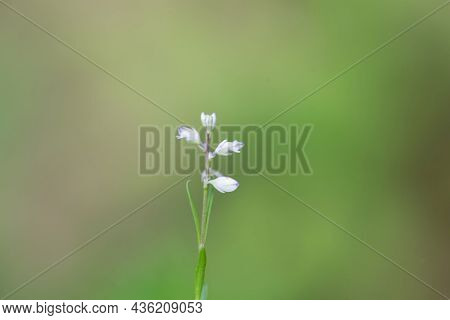Flower Of The Milkwort Polygala Amara