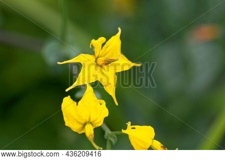 Flower Of The Nightshade Solanum Peruvianum