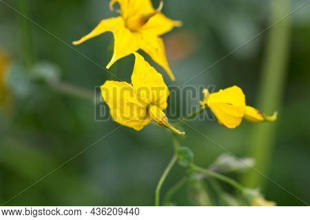 Flower Of The Nightshade Solanum Peruvianum