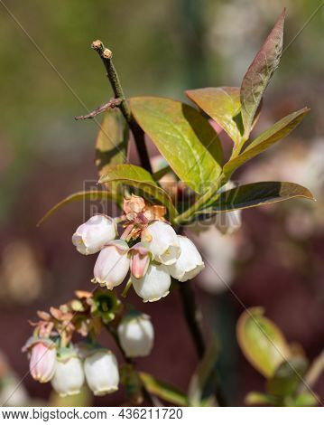Close Up Image Of Blossom Of Blueberry (vaccinium Myrtillus)