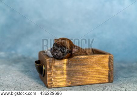 Cute Brussels Griffon Puppy With A Comfortable Sleep In A Crate