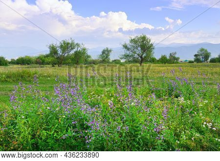 Bright Purple And Purple Flowers On A Green Meadow Against The Background Of Mountains In A Haze Und