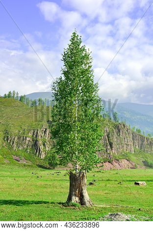 A Tree On A Green Field Against The Background Of Mountains Under A Blue Cloudy Sky. Altai, Siberia,