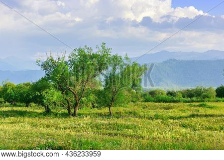 Trees On The Edge Of A Green Meadow Against The Background Of Mountains In A Haze Under A Blue Cloud