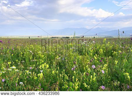 Bright Yellow And Purple Flowers On A Green Meadow Against The Background Of Mountains In A Haze Und