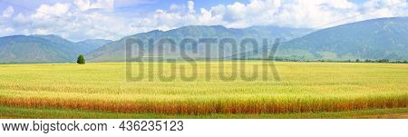 Panorama Of A Ripe Rural Field Against The Background Of Green Mountains Under A Blue Cloudy Sky. Si