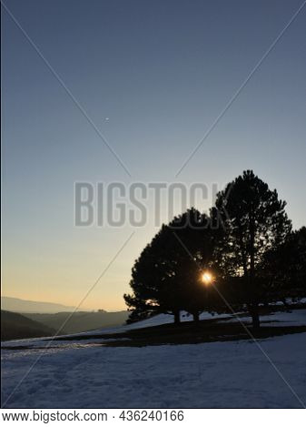 Atmospheric Sunset In The Forest: Silhouette Of Trees And Colorful Sunset In The Background. Clear S