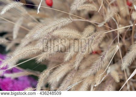 Feather Grass. Beautiful Abstract Nature Background Of Kovyl. Soft Focus