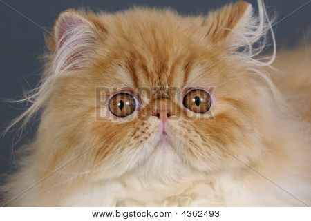 Persisk kat.