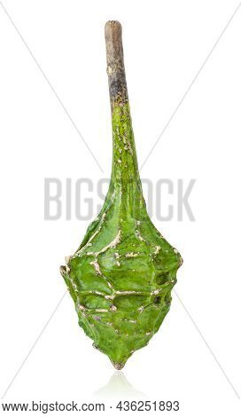 Calabash, Also Called Bottle Gourd, Latin Name Lagenaria Siceraria, Variety Dinosaur, Isolated On Wh