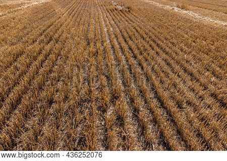 Stubble In The Field After Harvest. Cut Stalks Of Cereals In The Field. Slender Rows Of Grain Crops