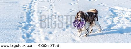 Fluffy English Springer Spaniel Playing With Violet Plate For Dogs On White Snowy Field With Traces 