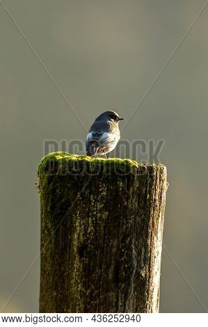 A Black Redstart Sitting On A Wooden Fence Post In The Morning Hours And Looking For Food.