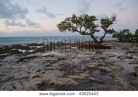 Trees On A Reef Beach.