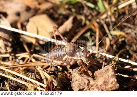 Locusts, Acridas Are Several Species Of Insects Of The True Locust Family, Capable Of Forming Large 