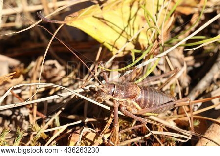Locusts, Acridas Are Several Species Of Insects Of The True Locust Family, Capable Of Forming Large 