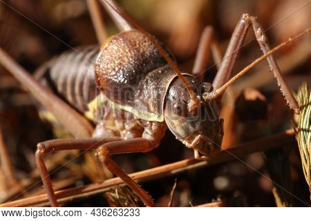 Locusts, Acridas Are Several Species Of Insects Of The True Locust Family, Capable Of Forming Large 