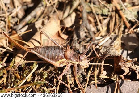Locusts, Acridas Are Several Species Of Insects Of The True Locust Family, Capable Of Forming Large 