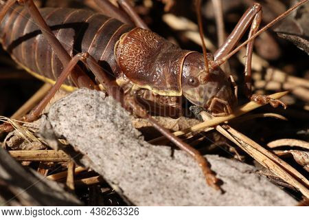 Locusts, Acridas Are Several Species Of Insects Of The True Locust Family, Capable Of Forming Large 