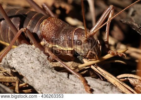 Locusts, Acridas Are Several Species Of Insects Of The True Locust Family, Capable Of Forming Large 