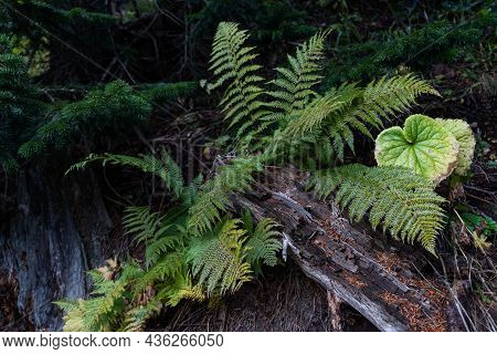 Forest Lady Fern Grown On Forest Floor
