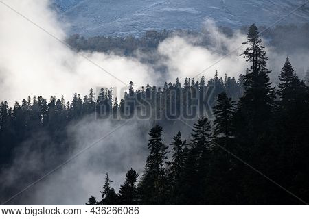 Silhouette Of Fir Trees In The Fog On The Side Of The Mountains Among The Clouds. Dramatic Fictional