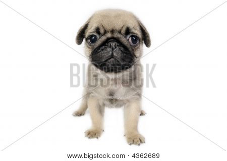 Mops hvalp.