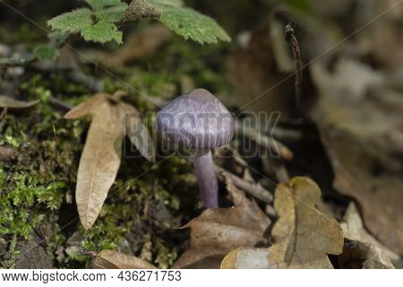 Close Up To The Beautiful Purple Mushroom, Cortinarius Webcap Poisonous. Poisonous Mushroom In The F