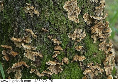 A Close Up Of The Mushrooms Timber On Rotten Stump. Hairy Curtain Crust Stereum Hirsutum - Bracket F