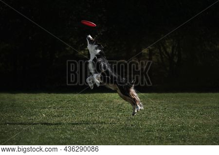 Border Collie Fluffy Black And Red Color With White Chest Jumps High And Grabs Plastic Flying Saucer