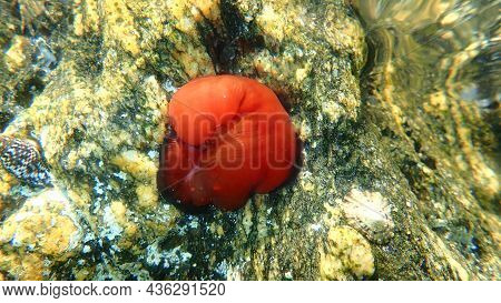 Closed Plum Anemone, Beadlet Anemone Or Red Sea Anemone (actinia Equina) Undersea, Aegean Sea, Greec
