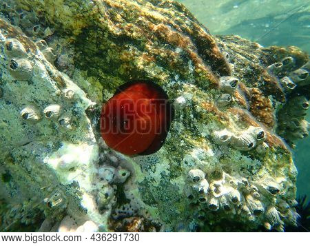 Closed Plum Anemone, Beadlet Anemone Or Red Sea Anemone (actinia Equina) Undersea, Aegean Sea, Greec