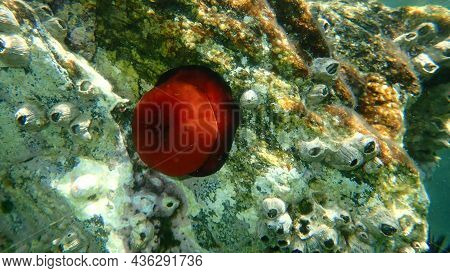 Closed Plum Anemone, Beadlet Anemone Or Red Sea Anemone (actinia Equina) Undersea, Aegean Sea, Greec