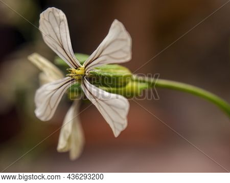 Macro Photography Of A White Radish Flower, Captured At A Farm Near The Town Of Villa De Leyva, In C