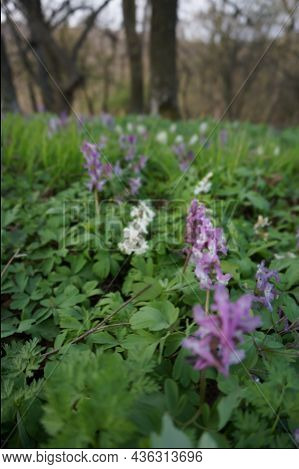 Wonderful violett pink and white flowers in high green grass with blurry background
