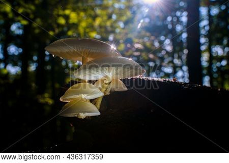 Porcelain Fungus (oudemansiella Mucida), On Deadwood Trunk