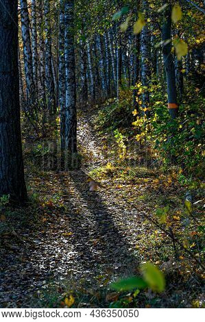 Trail Through Autumn Forest With Orange Trail Markings
