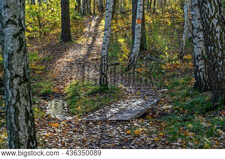 Trail Through Autumn Forest With Orange Trail Markings