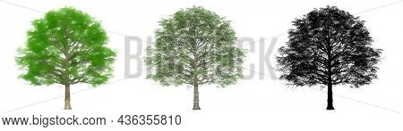 Set or collection of Cherrybark Oak trees, painted, natural and as a black silhouette on white background. Concept or conceptual 3d illustration for nature, ecology and conservation, strength, enduran