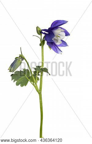 Side View Of Columbine Flower Aka Aquilegia Coerulea On Stem. Isolated On A White Background.