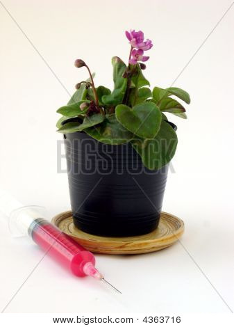 To Plant