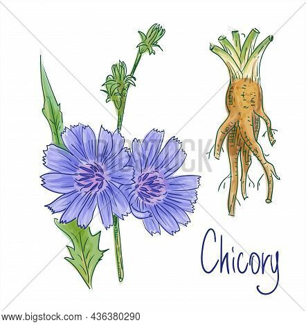 Common Chicory Or Cichorium Intybus. Vector Illustration.