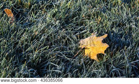 First Morning Frost On Green Grass And One Fallen Maple Leaf. The Lawn Is Prepared To Winter. Copy S